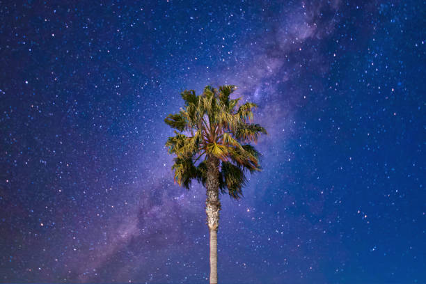 istock Palm Tree leaves swinging in the wind in front of starry night sky. 1205253987