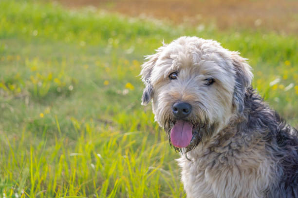 verticale de l’irlandais doux enduit wheaten terrier de près vers le haut regardant droit sur le fond d’herbe - irish terrier terrier dog puppy photos et images de collection