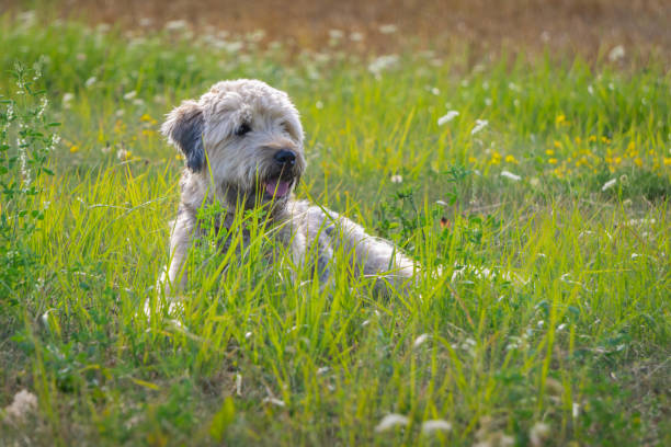 Irish soft coated wheaten terrier lying down on green grass in summer Cute soft-coated Wheaten Terrier sitting and looking sideways in green grass with yellow flowers meadow. Copy space. bébé chien berger australien stock pictures, royalty-free photos & images