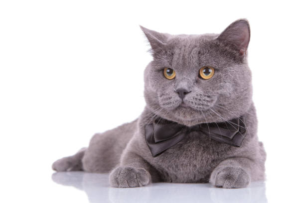 istock Dutiful British Shorthair cat wearing bowtie and waiting 1205255263