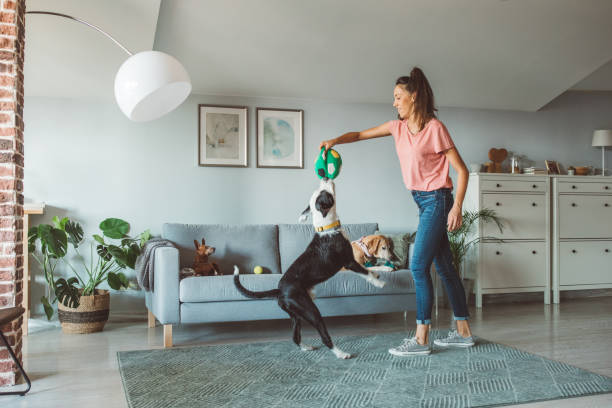 creche de estimação - dog jumping - fotografias e filmes do acervo