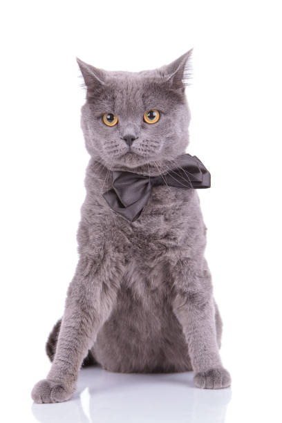 istock Lovely British Shorthair cat wearing bowtie while sitting 1205255327