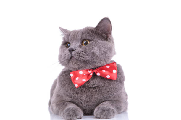 istock Playful British Shorthair cat curiously looking away 1205255339