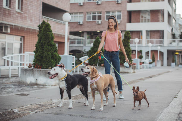 istock Pet sitter and dogs in walk 1205255425