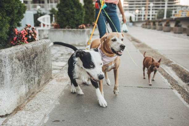 istock Pet sitter and dogs in walk 1205255544