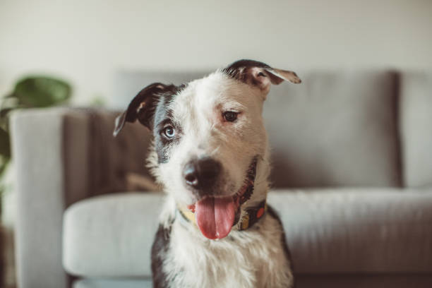 istock Dog waiting for pet sitter 1205255545
