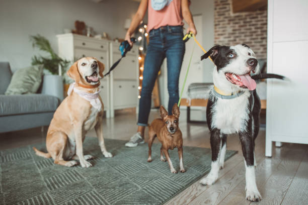 istock Pet sitter and dogs are ready for walk 1205255568