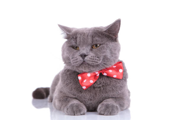 istock Sleepy British Shorthair cat wearing bowtie 1205255585