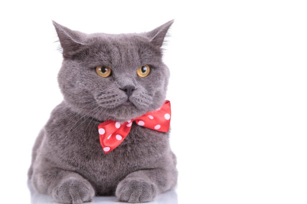 istock Eager British Shorthair cat looking away and wearing bowtie 1205255597