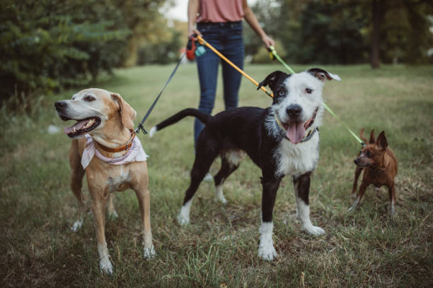 istock Pet sitter and dogs in walk 1205255640