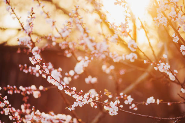 branchement de cerise avec des fleurs blanches. fond d’arbre de floraison de source. toile de fond de la nature. plante de cerise de source de floraison en stationnement. blossom sakura dans le jardin. belle petite fleur. jour de mère de terre - cherry tree morning sunlight sunny photos et images de collection