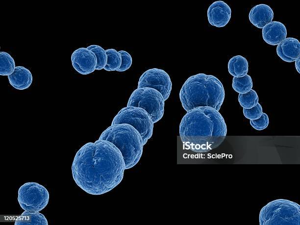Paciorkowiec - zdjęcia stockowe i więcej obrazów Paciorkowiec - Paciorkowiec, Bakteria, Bez ludzi