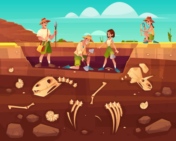Scientists exploring fossils on excavations vector Archaeologists, paleontology scientists working on excavations, digging soil layers with shovel, exploring founded artifacts, studying dinosaurs fossil skeletons bones cartoon vector illustration paleontologist stock illustrations