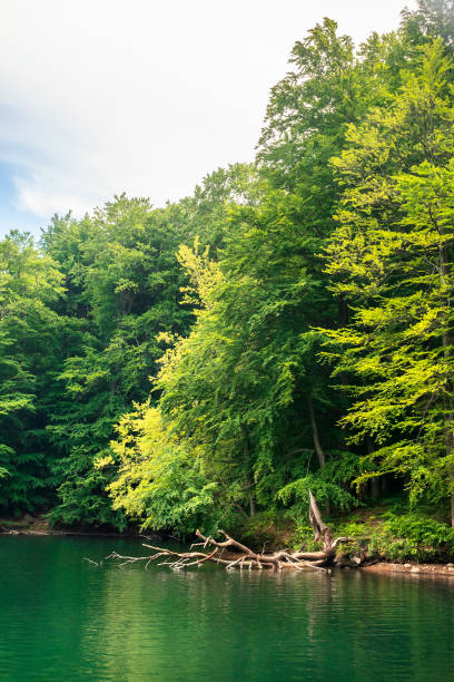 istock beautiful vihorlat lake among the forest in summer 1205258085