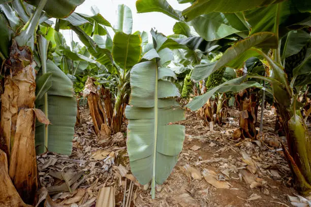 Large banana leaf on the plantation with rich harvest