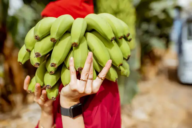 Woman holding stem of fresh picked up bananas on the plantation, close up on bananas
