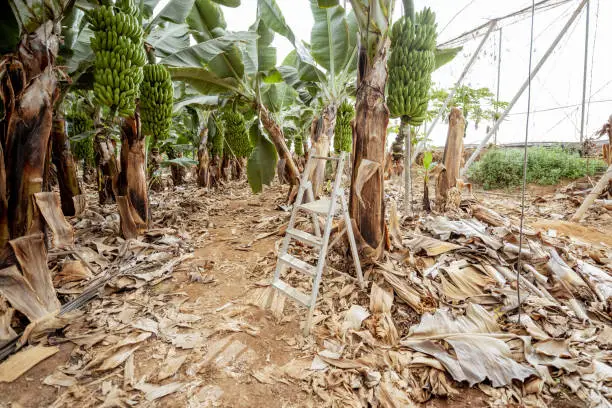 Beautiful banana plantation with rich harvest ready to pick up