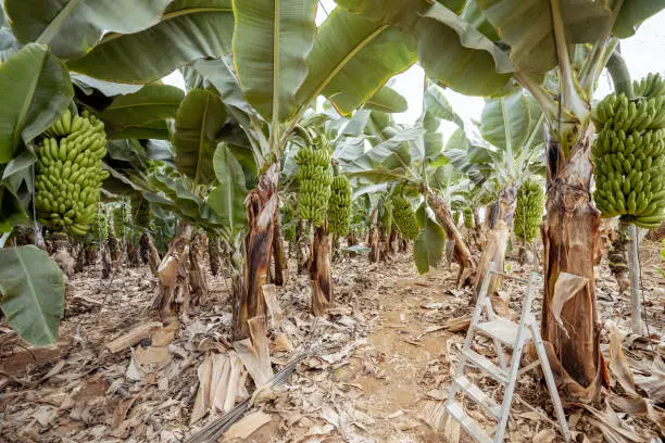 Beautiful banana plantation with rich harvest ready to pick up