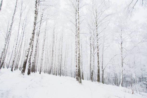 istock Tree trunk. Nature outdoors. Magic backdrop with white birch tree. Snowy weather in winter. Beautiful winter nature background. Breathtaking christmas background. Birch branch in hoarfrost 1205259517