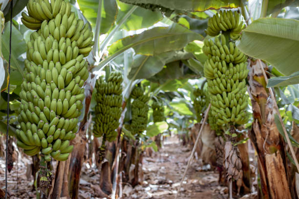 istock Banana plantation with harvest 1205259532