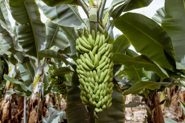 Ripe bunch of green bananas ready to pick up growing on the plantation