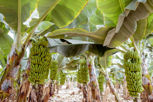 istock Bananas growing on the plantation 1205259553