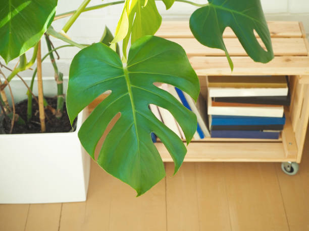 istock Monstera plant against white wall as a background 1205259876