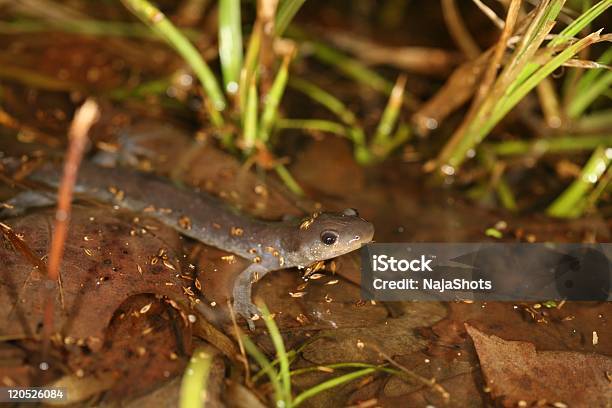 Photo libre de droit de Salamandre Jefferson banque d'images et plus d'images libres de droit de Amphibien - Amphibien, Eau, Feuille