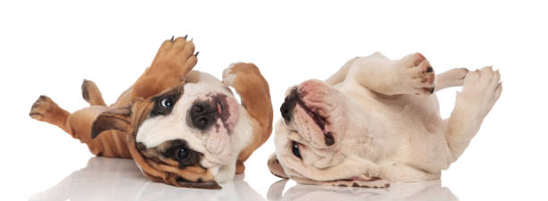 istock Two English bulldogs puppies rolling on their back 1205261916