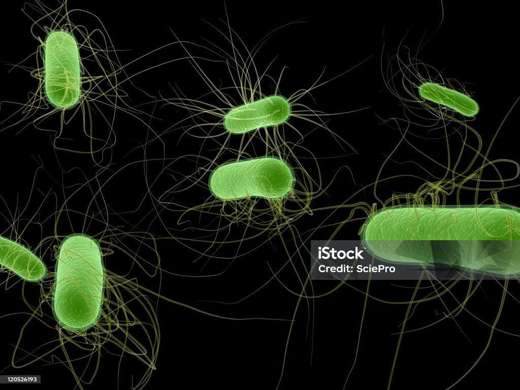 e. coli - Foto de stock de Bacteria libre de derechos