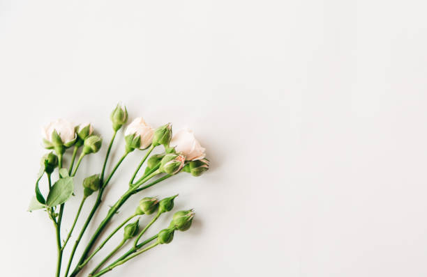 istock bouquet of small roses.white background.flat lay.minimal concept.copy space.mock up. 1205264699