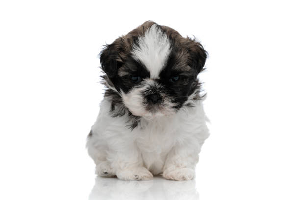 istock Bored Shih Tzu cub looking forward and frowning 1205264724