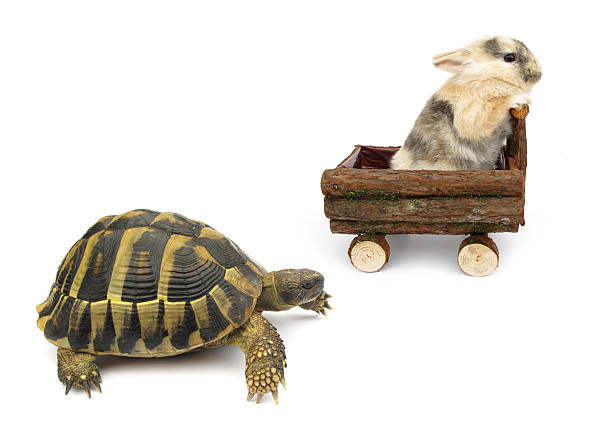 Tortoise and Hare Story Alternative Version stock photo