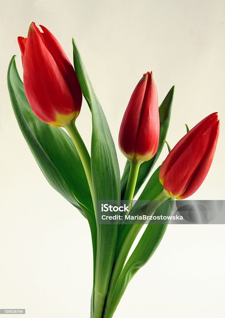 Tulipas vermelhas - Foto de stock de Bouquet royalty-free