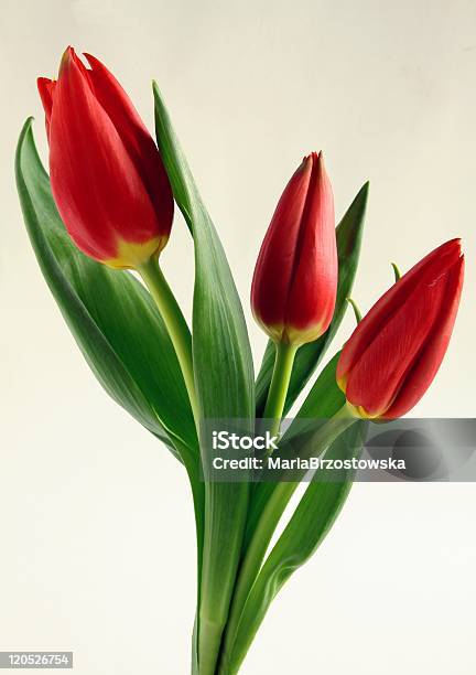 Foto de Tulipas Vermelhas e mais fotos de stock de Bouquet - Bouquet, Flor, Flora