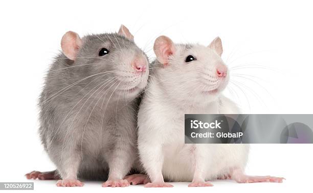 Photo libre de droit de Vue De Face De Deux Rats banque d'images et plus d'images libres de droit de Rat - Rat, Fond blanc, Blanc