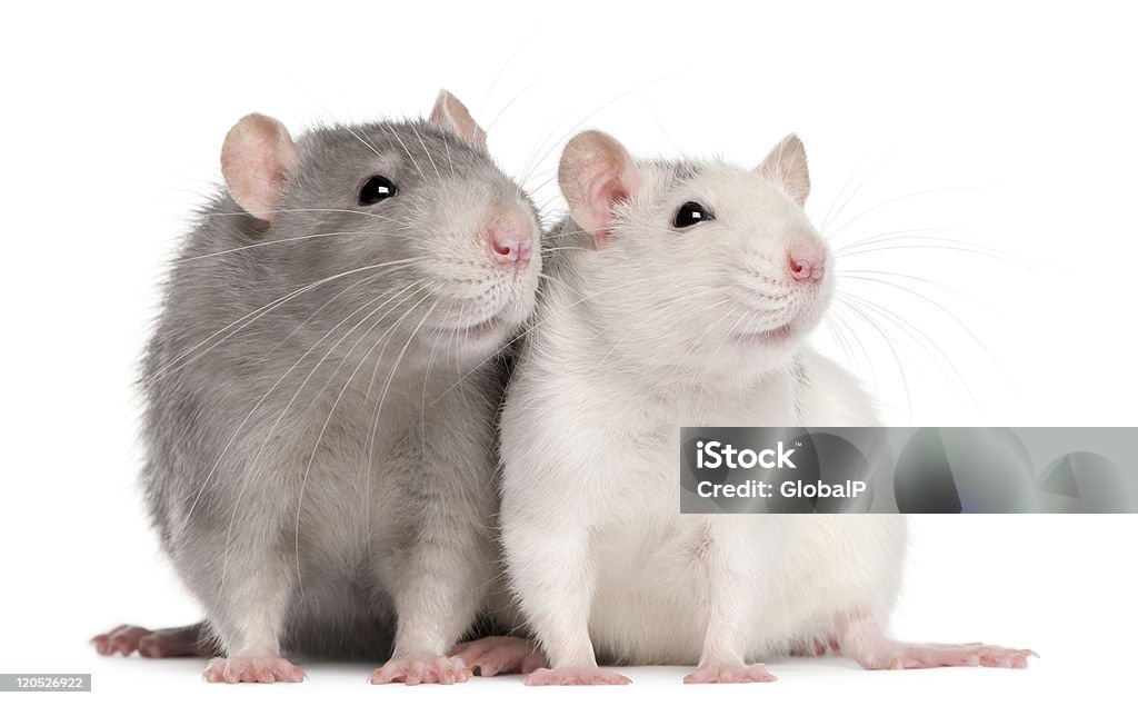 Front view of two rats Two rats, 12 months old, in front of white background. Rat Stock Photo