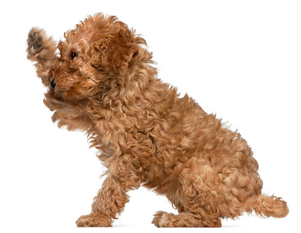 istock Poodle puppy, with paw up sitting, white background 120526926