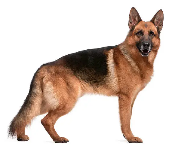 German Shepherd, 5 years old, in front of white background.