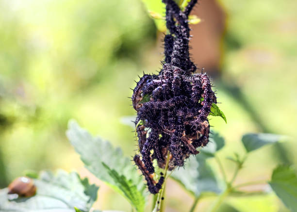 Great plexus of black caterpillars, many and paradox landscape at sunny day