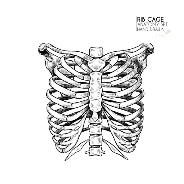 ilustrações, clipart, desenhos animados e ícones de conjunto de anatomia desenhado à mão. partes do corpo humano vetorial, ossos. caixa torácica ou ossos do peito. ilustração medicinal vintage. use para pôster haloween, atlas médico, imagem realista científica. - rib cage