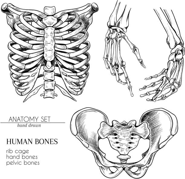 ręcznie rysowany zestaw anatomiczny. wektor części ludzkiego ciała, kości. ręce, klatka piersiowa lub ches, kości miednicy. vintage ilustracji leczniczej. użyj plakatu haloween, atlasu medycznego, realistycznego obrazu nauki. - x ray x ray image human hand anatomy stock illustrations