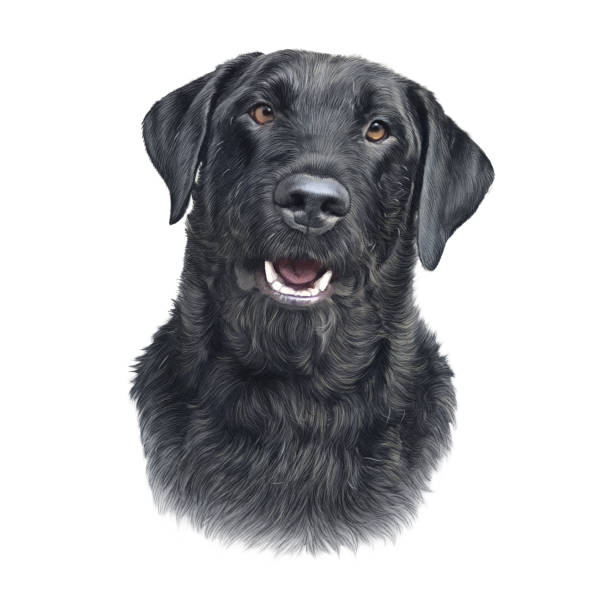 illustrazioni stock, clip art, cartoni animati e icone di tendenza di cane labrador retriever nero - dog black labrador retriever animal nose