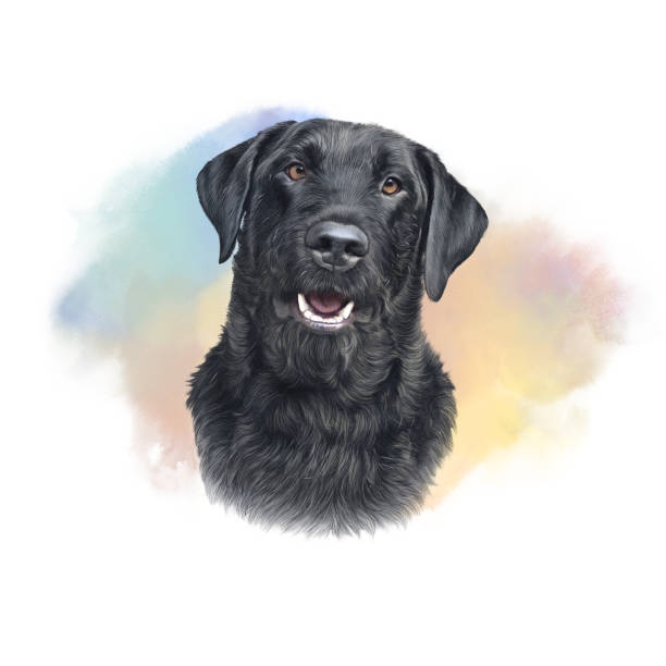 illustrazioni stock, clip art, cartoni animati e icone di tendenza di cane labrador retriever nero - dog black labrador retriever animal nose