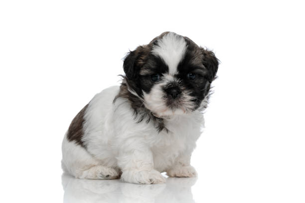 istock Nervous Shih Tzu cub looking forward and frowning 1205269622
