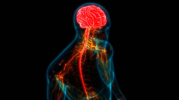 인간의 신경계 뇌 해부학의 중앙 기관 - parietal lobe 뉴스 사진 이미지