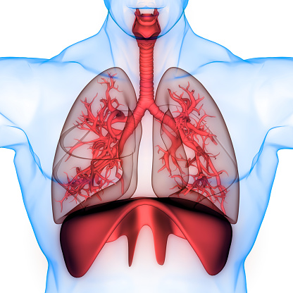 Anatomía del Sistema Respiratorio Humano photo