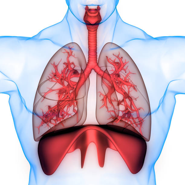 人間の呼吸器系解剖学 - diaphragm ストックフォトと画像