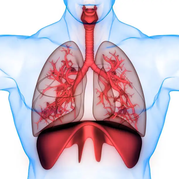 Photo of Human Respiratory System Anatomy