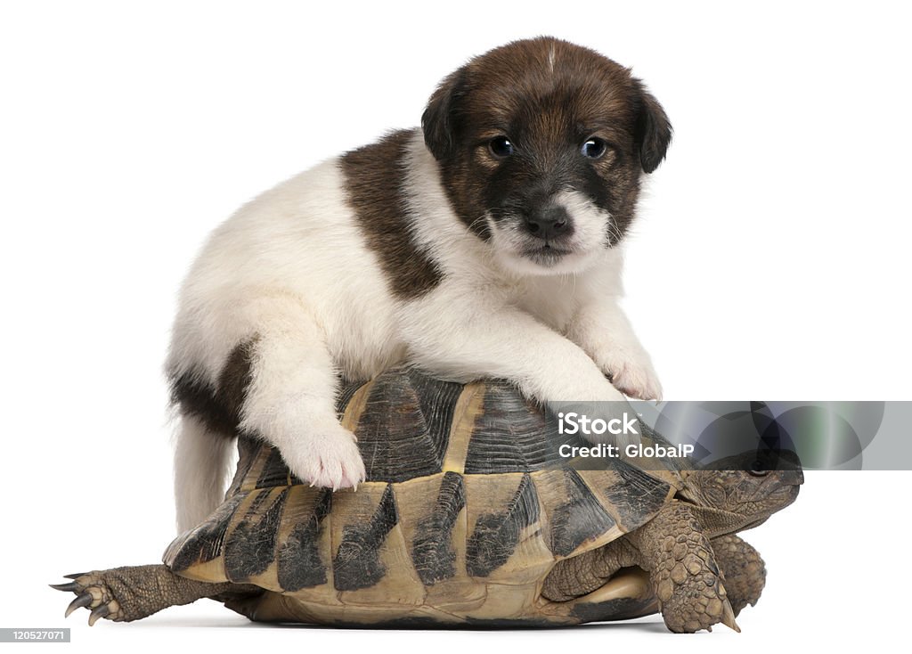 Fox terrier puppy, i Hermann's tortoise, Testudo hermanni, białe tło. - Zbiór zdjęć royalty-free (Na wierzchu)